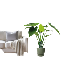 Alocasia cucullata - oreille d'éléphant - Ø19cm - ↕55cm Everspring