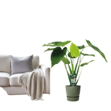 Alocasia cucullata - oreille d'éléphant - Ø19cm - ↕55cm Everspring