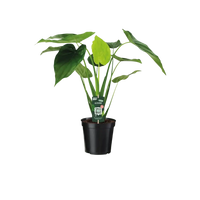 Alocasia cucullata - oreille d'éléphant - Ø19cm - ↕55cm Everspring