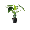 Alocasia cucullata - oreille d'éléphant - Ø19cm - ↕55cm Everspring
