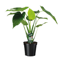 Alocasia cucullata - oreille d'éléphant - Ø19cm - ↕55cm Everspring