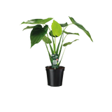Alocasia cucullata - oreille d'éléphant - Ø19cm - ↕55cm Everspring