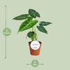 Alocasia Frydek 35 cm - GREEN OASIS - SHOP