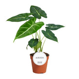Alocasia Frydek 35 cm - GREEN OASIS - SHOP