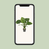 Alocasia Gageana California - Ø21cm - ↕80cm Everspring