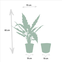 Alocasia Lauterbachiana - Ø19cm - ↕80cm + panier Selin Everspring