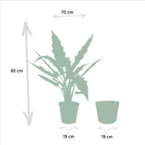 Alocasia Lauterbachiana - Ø19cm - ↕80cm + panier Selin Everspring