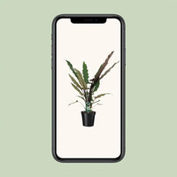 Alocasia Lauterbachiana - Ø19cm - ↕80cm Everspring