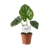 Alocasia Lukiwan - Ø12cm - ↕20cm - GREEN OASIS - SHOP