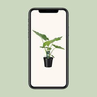 Alocasia Macrorrhiza - Ø19cm - ↕70cm Everspring