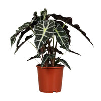 Alocasia Polly - Ø17cm - ↕45cm Everspring