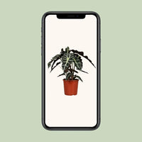 Alocasia Polly - Ø17cm - ↕45cm Everspring