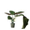 Alocasia Wentii - Oreille d'éléphant - Ø19cm - ↕70cm Everspring