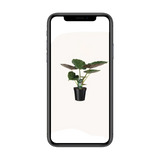 Alocasia Wentii - Oreille d'éléphant - Ø19cm - ↕70cm Everspring