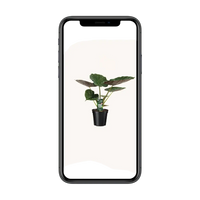 Alocasia Wentii - Oreille d'éléphant - Ø19cm - ↕70cm Everspring