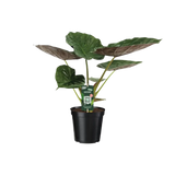 Alocasia Wentii - Oreille d'éléphant - Ø19cm - ↕70cm Everspring