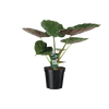 Alocasia Wentii - Oreille d'éléphant - Ø19cm - ↕70cm Everspring