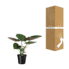 Alocasia Wentii - Oreille d'éléphant - Ø19cm - ↕70cm Everspring