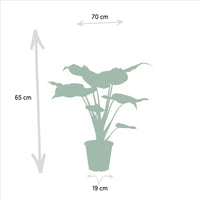 Alocasia Zebrina - Ø19cm - ↕75cm + Alocasia Cucullata - Ø19cm - ↕60cm + Alocasia Lauterbachiana - Ø19cm - ↕75cm Everspring