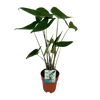 Alocasia Zebrina - Oreille d'éléphant - Ø19cm - ↕75cm Everspring