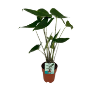 Alocasia Zebrina - Oreille d'éléphant - Ø19cm - ↕75cm Everspring