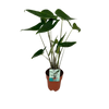 Alocasia Zebrina - Oreille d'éléphant - Ø19cm - ↕75cm Everspring