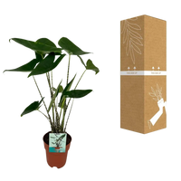 Alocasia Zebrina - Oreille d'éléphant - Ø19cm - ↕75cm Everspring