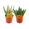 Aloe Duo - 2 pièces - Ø10,5cm - ↕15cm - GREEN OASIS - SHOP