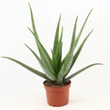 Aloe Vera - Ø19cm - ↕70cm Everspring