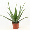 Aloe Vera - Ø19cm - ↕70cm Everspring