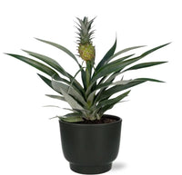 Ananas Bromelia - Ø12cm - ↕30cm + Pot Potenza D13x11cm - Noir - GREEN OASIS - SHOP