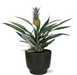 Ananas Bromelia - Ø12cm - ↕30cm + Pot Potenza D13x11cm - Noir - GREEN OASIS - SHOP