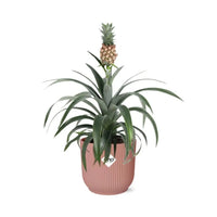 Ananas Mi Amigo + pot ELHO Vibes Fold 14 cm rose - GREEN OASIS - SHOP