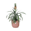 Ananas Mi Amigo + pot ELHO Vibes Fold 14 cm rose - GREEN OASIS - SHOP