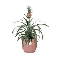 Ananas Mi Amigo + pot ELHO Vibes Fold 14 cm rose - GREEN OASIS - SHOP