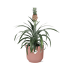 Ananas Mi Amigo + pot ELHO Vibes Fold 14 cm rose - GREEN OASIS - SHOP