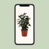 Anthurium Black Love - Ø 12 cm - ↕ 36 cm - GREEN OASIS - SHOP Plantes vertes originales livrées à votre domicile