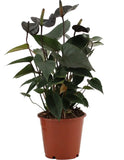 Anthurium Black Love - Ø 12 cm - ↕ 36 cm - GREEN OASIS - SHOP Plantes vertes originales livrées à votre domicile