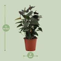 Anthurium Black Love - Ø 12 cm - ↕ 36 cm - GREEN OASIS - SHOP Plantes vertes originales livrées à votre domicile