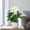 Anthurium Blanc - Ø12cm - ↕43cm Everspring