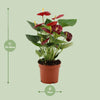 Anthurium Calon en gaine transparente - Ø 12 cm - ↕ 36 cm - GREEN OASIS - SHOP Plantes vertes originales livrées à votre domicile