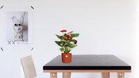 Anthurium Calon en gaine transparente - Ø 12 cm - ↕ 36 cm - GREEN OASIS - SHOP Plantes vertes originales livrées à votre domicile