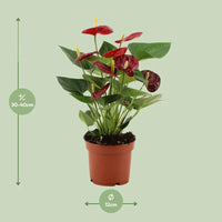 Anthurium Calon en gaine transparente - Ø 12 cm - ↕ 36 cm - GREEN OASIS - SHOP Plantes vertes originales livrées à votre domicile