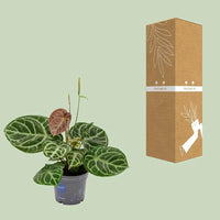 Anthurium Crystal Hybride Compact - Ø17cm - ↕40cm Everspring