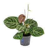 Anthurium Crystal Hybride Compact - Ø17cm - ↕40cm Everspring