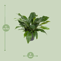 Anthurium Jungle Bush - Ø30cm - ↕70cm Everspring