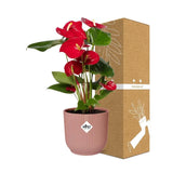 Anthurium rouge 12 cm + pot ELHO Vibes Fold 14 cm rose Everspring