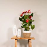 Anthurium Rouge - Ø17cm - ↕55cm Everspring