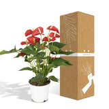 Anthurium Rouge - Ø17cm - ↕55cm Everspring