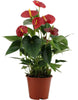 Anthurium Success Rouge Everspring